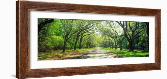 Live Oaks and Spanish Moss Wormsloe State Historic Site Savannah Ga-null-Framed Photographic Print