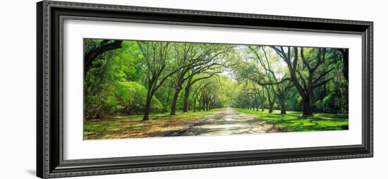 Live Oaks and Spanish Moss Wormsloe State Historic Site Savannah Ga-null-Framed Photographic Print