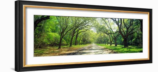 Live Oaks and Spanish Moss Wormsloe State Historic Site Savannah Ga-null-Framed Photographic Print