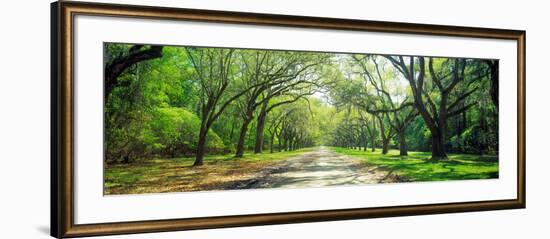 Live Oaks and Spanish Moss Wormsloe State Historic Site Savannah Ga-null-Framed Photographic Print