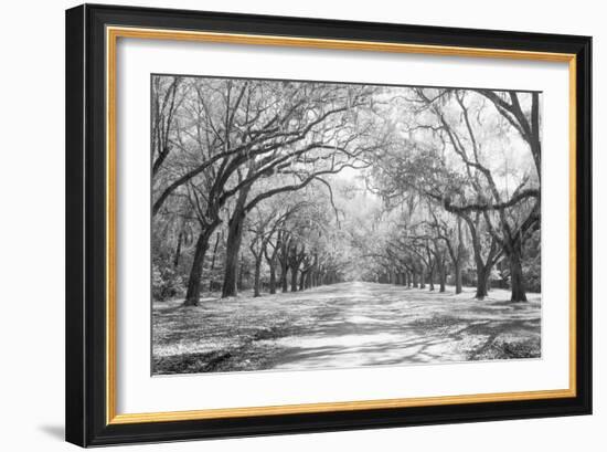 Live Oaks and Spanish Moss Wormsloe State Historic Site Savannah GA-null-Framed Photographic Print