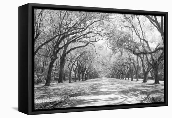 Live Oaks and Spanish Moss Wormsloe State Historic Site Savannah GA-null-Framed Premier Image Canvas