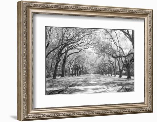 Live Oaks and Spanish Moss Wormsloe State Historic Site Savannah GA-null-Framed Photographic Print