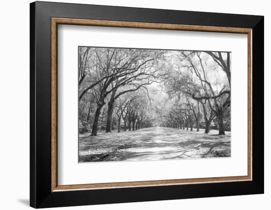 Live Oaks and Spanish Moss Wormsloe State Historic Site Savannah GA-null-Framed Photographic Print
