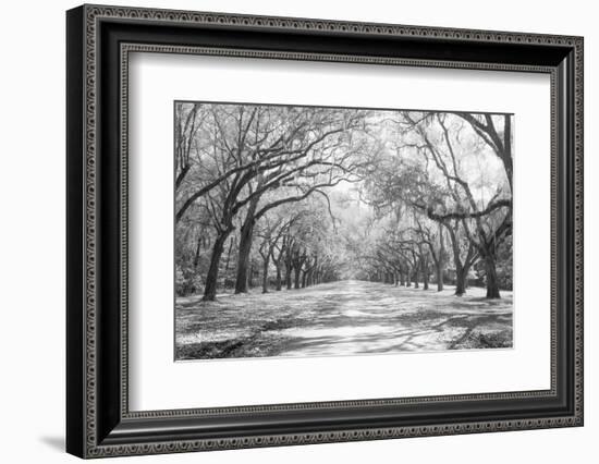 Live Oaks and Spanish Moss Wormsloe State Historic Site Savannah GA-null-Framed Photographic Print