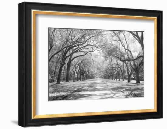 Live Oaks and Spanish Moss Wormsloe State Historic Site Savannah GA-null-Framed Photographic Print