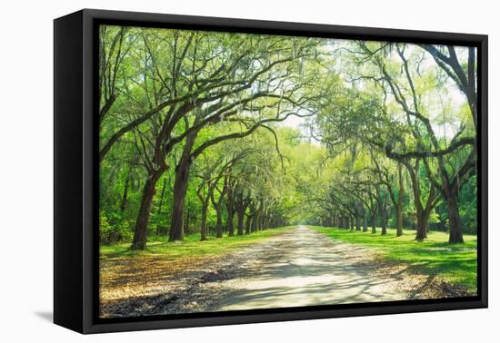 Live Oaks and Spanish Moss Wormsloe State Historic Site Savannah GA-null-Framed Premier Image Canvas