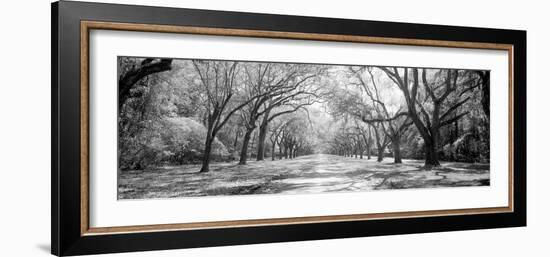 Live Oaks and Spanish Moss Wormsloe State Historic Site Savannah GA-null-Framed Photographic Print