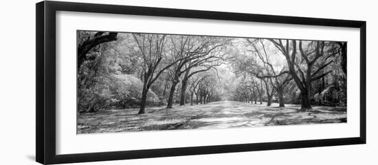 Live Oaks and Spanish Moss Wormsloe State Historic Site Savannah GA-null-Framed Photographic Print