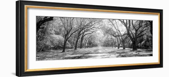 Live Oaks and Spanish Moss Wormsloe State Historic Site Savannah GA-null-Framed Photographic Print