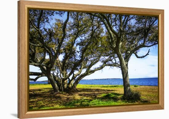 Live Oaks by the Bay I-Alan Hausenflock-Framed Premier Image Canvas