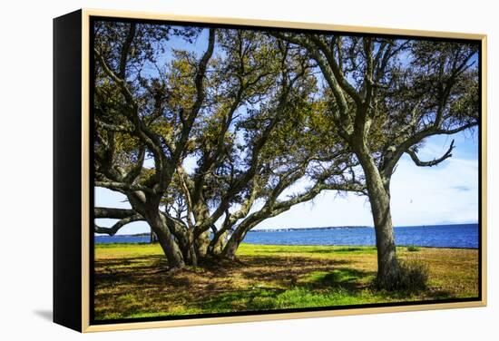 Live Oaks by the Bay I-Alan Hausenflock-Framed Premier Image Canvas