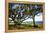 Live Oaks by the Bay I-Alan Hausenflock-Framed Premier Image Canvas