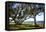 Live Oaks by the Bay I-Alan Hausenflock-Framed Premier Image Canvas