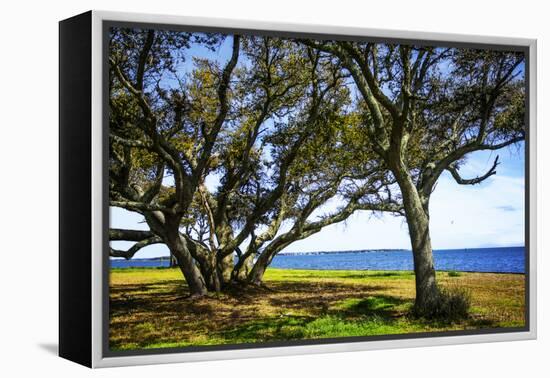 Live Oaks by the Bay I-Alan Hausenflock-Framed Premier Image Canvas