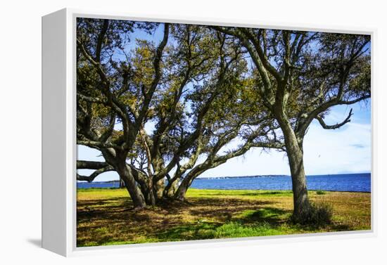 Live Oaks by the Bay I-Alan Hausenflock-Framed Premier Image Canvas