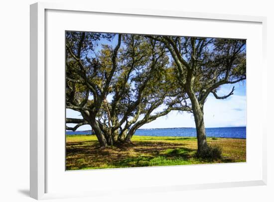 Live Oaks by the Bay I-Alan Hausenflock-Framed Photographic Print