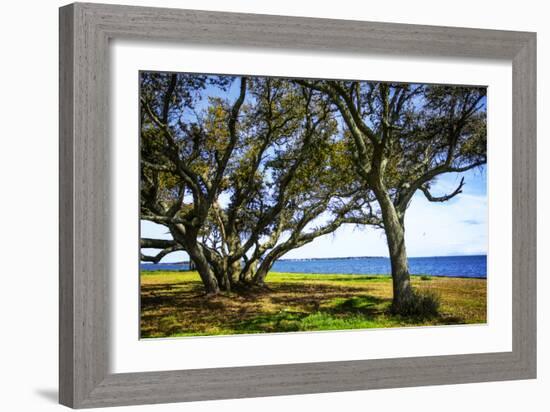 Live Oaks by the Bay I-Alan Hausenflock-Framed Photographic Print