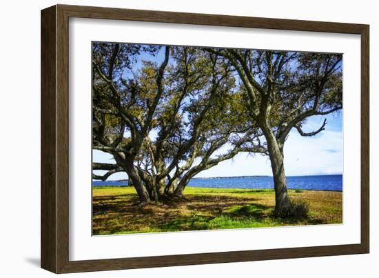 Live Oaks by the Bay I-Alan Hausenflock-Framed Photographic Print