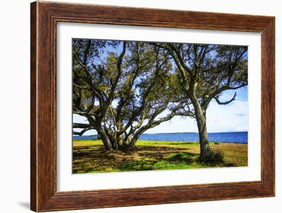 Live Oaks by the Bay I-Alan Hausenflock-Framed Photographic Print