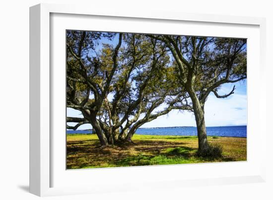 Live Oaks by the Bay I-Alan Hausenflock-Framed Photographic Print