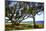 Live Oaks by the Bay I-Alan Hausenflock-Mounted Photographic Print