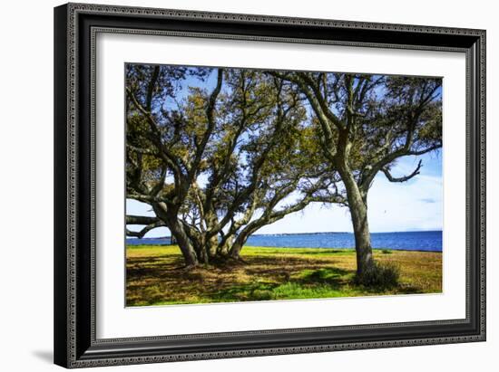 Live Oaks by the Bay I-Alan Hausenflock-Framed Photographic Print