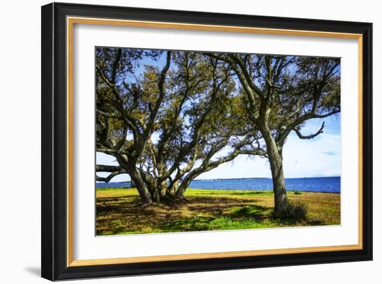 Live Oaks by the Bay I-Alan Hausenflock-Framed Photographic Print