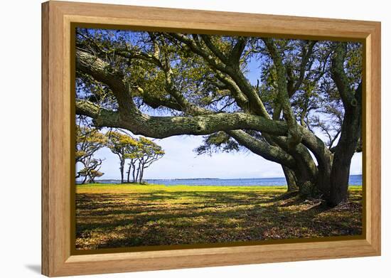 Live Oaks by the Bay II-Alan Hausenflock-Framed Premier Image Canvas