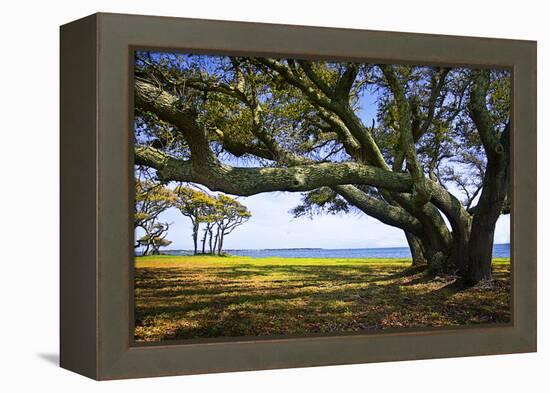 Live Oaks by the Bay II-Alan Hausenflock-Framed Premier Image Canvas