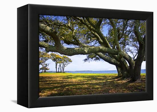 Live Oaks by the Bay II-Alan Hausenflock-Framed Premier Image Canvas