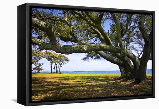 Live Oaks by the Bay II-Alan Hausenflock-Framed Premier Image Canvas