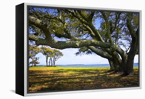 Live Oaks by the Bay II-Alan Hausenflock-Framed Premier Image Canvas