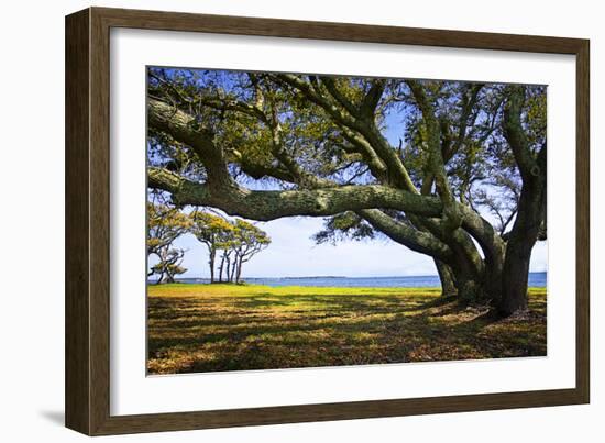 Live Oaks by the Bay II-Alan Hausenflock-Framed Photographic Print