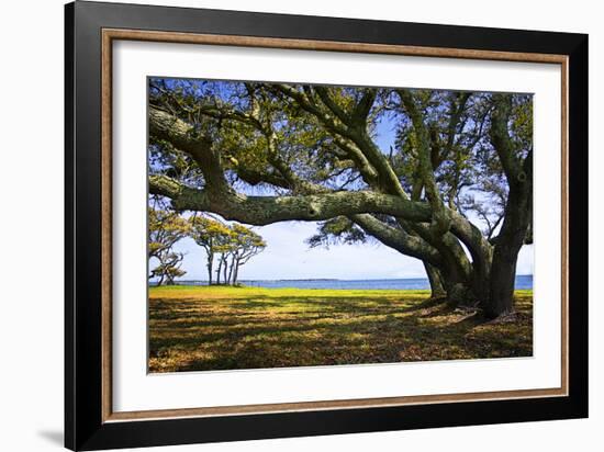 Live Oaks by the Bay II-Alan Hausenflock-Framed Photographic Print