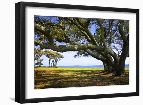 Live Oaks by the Bay II-Alan Hausenflock-Framed Photographic Print