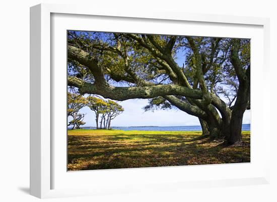 Live Oaks by the Bay II-Alan Hausenflock-Framed Photographic Print