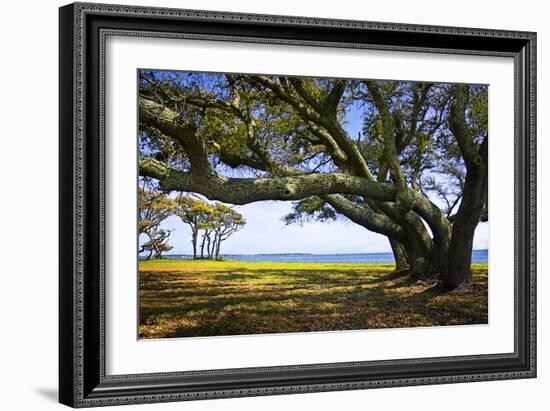 Live Oaks by the Bay II-Alan Hausenflock-Framed Photographic Print