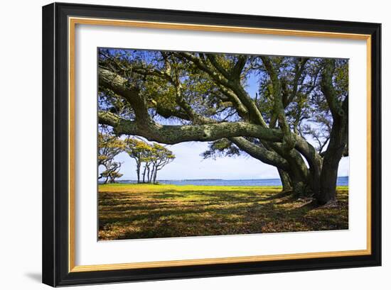 Live Oaks by the Bay II-Alan Hausenflock-Framed Photographic Print