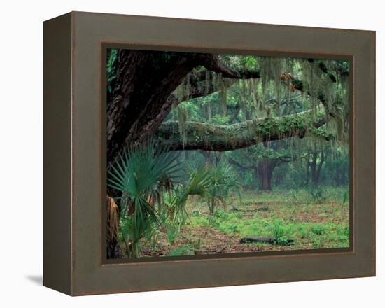 Live Oaks Covered in Spanish Moss and Ferns, Cumberland Island, Georgia, USA-Art Wolfe-Framed Premier Image Canvas
