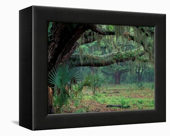 Live Oaks Covered in Spanish Moss and Ferns, Cumberland Island, Georgia, USA-Art Wolfe-Framed Premier Image Canvas