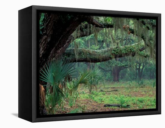 Live Oaks Covered in Spanish Moss and Ferns, Cumberland Island, Georgia, USA-Art Wolfe-Framed Premier Image Canvas