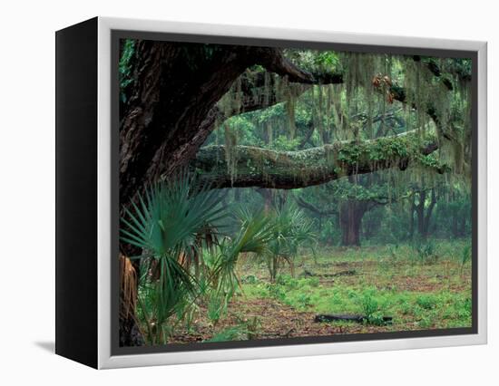 Live Oaks Covered in Spanish Moss and Ferns, Cumberland Island, Georgia, USA-Art Wolfe-Framed Premier Image Canvas