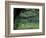 Live Oaks Covered in Spanish Moss and Ferns, Cumberland Island, Georgia, USA-Art Wolfe-Framed Photographic Print