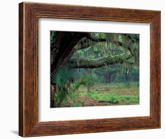 Live Oaks Covered in Spanish Moss and Ferns, Cumberland Island, Georgia, USA-Art Wolfe-Framed Photographic Print