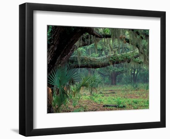 Live Oaks Covered in Spanish Moss and Ferns, Cumberland Island, Georgia, USA-Art Wolfe-Framed Photographic Print