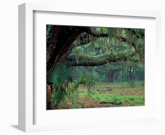 Live Oaks Covered in Spanish Moss and Ferns, Cumberland Island, Georgia, USA-Art Wolfe-Framed Photographic Print