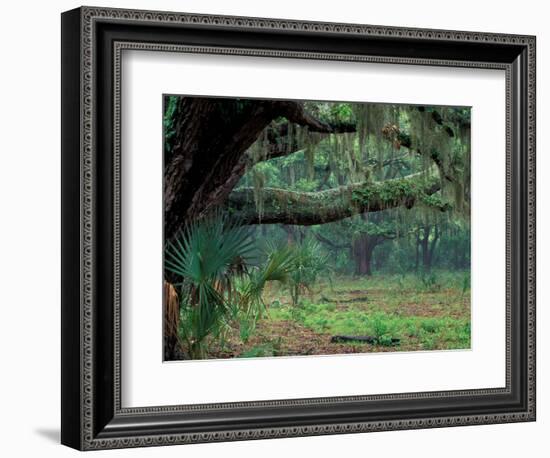 Live Oaks Covered in Spanish Moss and Ferns, Cumberland Island, Georgia, USA-Art Wolfe-Framed Photographic Print