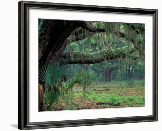 Live Oaks Covered in Spanish Moss and Ferns, Cumberland Island, Georgia, USA-Art Wolfe-Framed Photographic Print