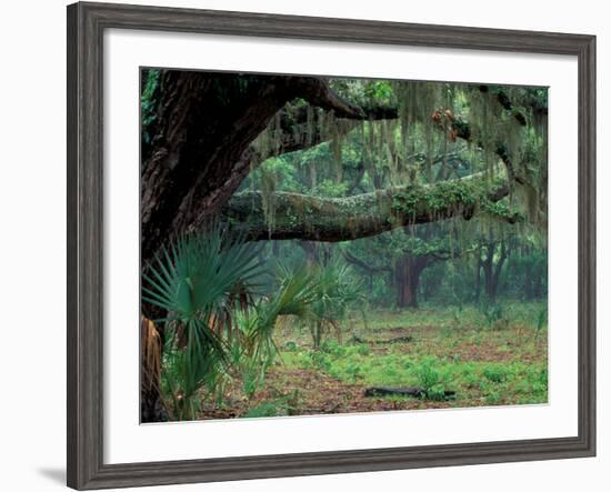 Live Oaks Covered in Spanish Moss and Ferns, Cumberland Island, Georgia, USA-Art Wolfe-Framed Photographic Print